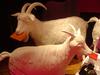 DSC03701.jpg