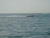 DSC07786.jpg