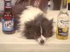DSC04086.jpg